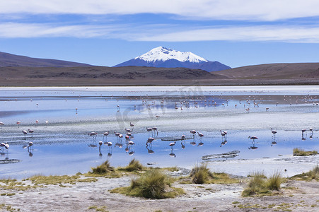 大牧场摄影照片_Laguna Pasto Grande，玻利维亚，南美洲