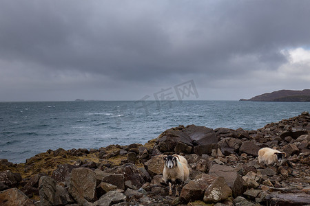 有绵羊的典型的苏格兰岩石海岸