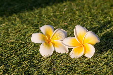 美丽的热带花卉鸡蛋花或鸡蛋花隔离在草地上