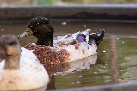 Snowy Call Ducks 五颜六色的雄性在小水池里游泳