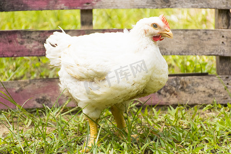 动物福利农场的鸡或肉鸡。放大