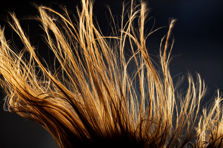 头发真实摄影照片_抽象风头发纹理。