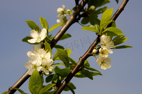 米拉贝尔李树的花朵