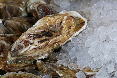 大生蚝摄影照片_冰上的新鲜大生牡蛎