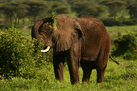 动物的背景大图摄影照片_非洲博茨瓦纳大草原上的野生大象 (Elephantidae)