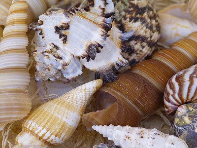 蜗牛壳摄影照片_蜗牛壳