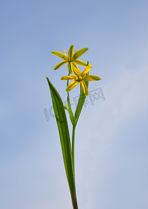 本周之星摄影照片_黄色伯利恒之星 (Gagea lutea)