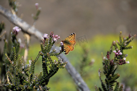 油菜花摄影照片_Napaea 或山贝母，boloria napaea，蝴蝶，成人，托雷斯德尔潘恩国家公园，智利