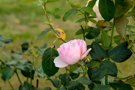 开放的花朵摄影照片_色彩缤纷的美丽玫瑰（花瓣、叶子、花蕾和开放的花朵）