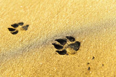 海滩上的狗脚印