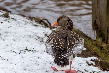 迈森海姆格兰河岸一只鸭子的特写
