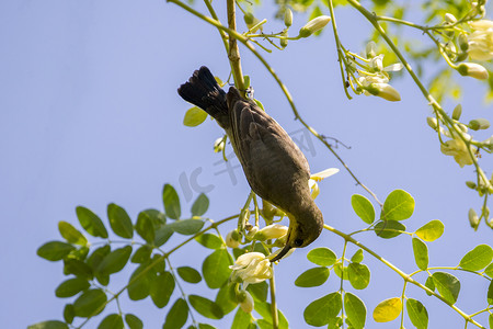 太阳鸟摄影照片_鸟的图像（橄榄背太阳鸟、黄腹太阳鸟）。