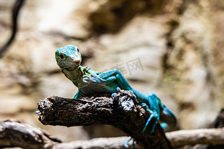 蓝绿色摄影照片_坐在木树枝上的小绿色和蓝色蜥蜴