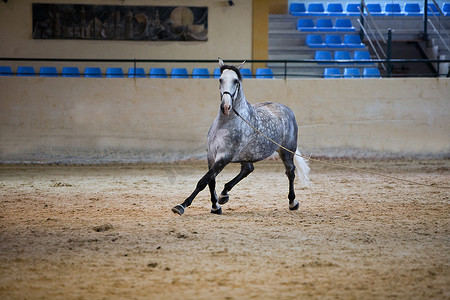 功能测试摄影照片_西班牙纯种马的功能测试