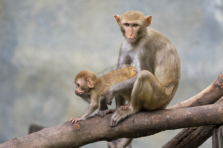 猴妈妈和猴宝宝坐在树枝上的形象。