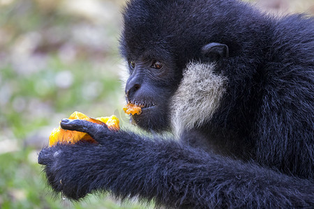 黑长臂猿 (White-Cheeked Gibbon) 在 natu 上吃食物的图像