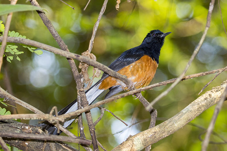 bird(male) 在自然背景下的树枝上的图像。