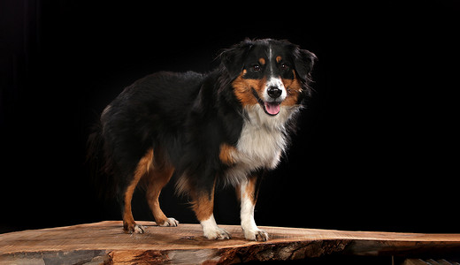 黑色背景前木板上的伯恩山犬