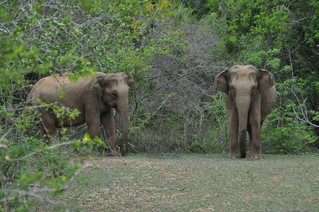 斯里兰卡雅拉国家公园的大象