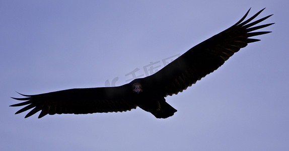 黑色的翅膀图片摄影照片_天空中有一只秃鹰的孤立照片