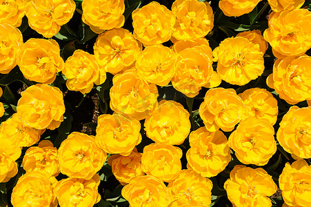 牡丹从摄影照片_黄牡丹郁金香从上方射出，荷兰利瑟的库肯霍夫花园