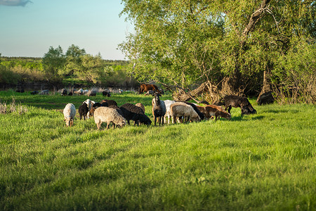 一群羊在草地上吃草。