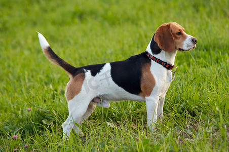 儒学摄影照片_猎犬英国小猎犬在草地上