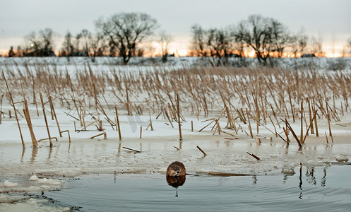 冰池塘摄影照片_冰缘上的麝香鼠。