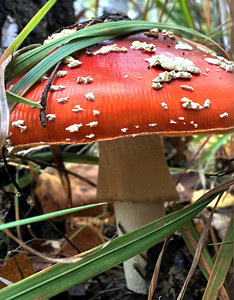 森林空地上美丽的斑点红色蘑菇。