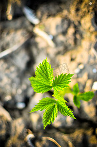 春天萌芽摄影照片_春天背景模糊的覆盆子幼芽