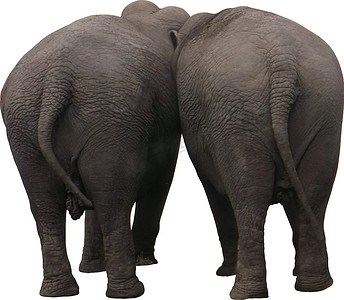 感光摄影照片_后面有两只大象