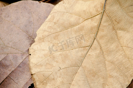 地上的棕色叶子有病
