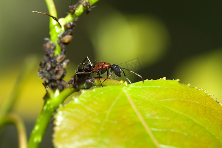 公牛蚂蚁看着一群蚜虫