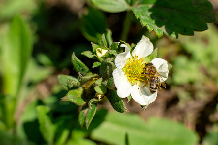 一只蜜蜂在花园里给草莓花授粉