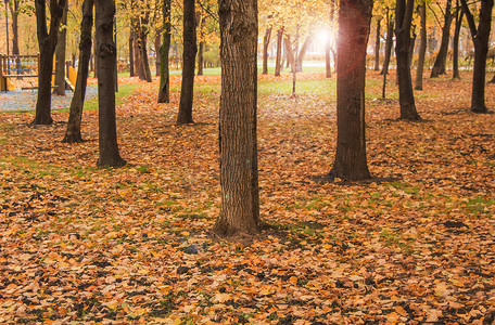 土壤阳光摄影照片_秋天公园里的黄色落叶和树木，阳光和眩光