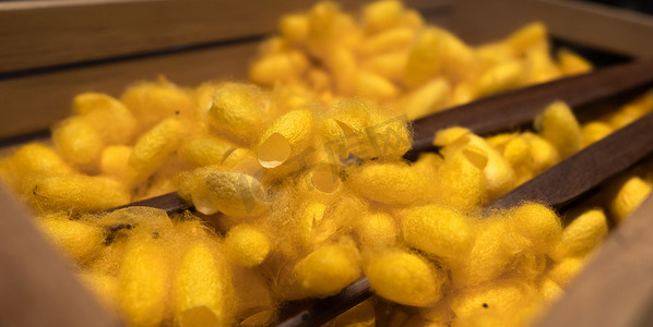 黄色泰国蚕茧。