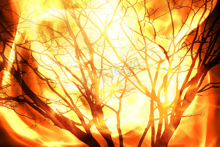 火燃烧的树