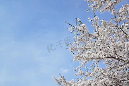 东北花卉摄影照片_角馆的樱花和蓝天