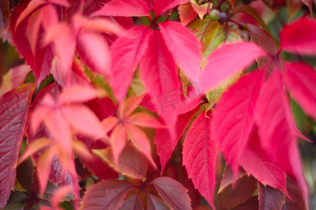红色的秋天常春藤