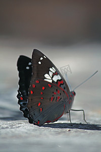 Celaenorrhinus 红色、白色斑点蝴蝶