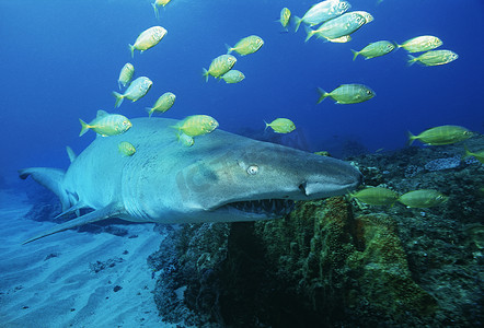 Sodwana 湾印度洋南非沙虎鲨 (carcharias taurus) 和金鲹 (gnathanodon speciosus)