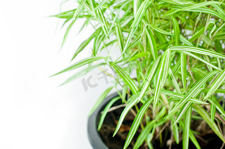 山竹树摄影照片_白色背景花盆中的竹树