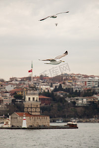 海鸥在伊斯坦布尔的天空中飞翔