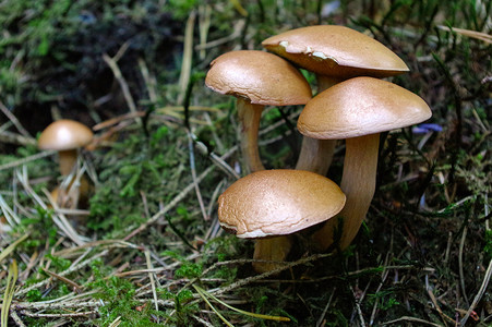 西牛摄影照片_suillus bovinus 生长在森林里，也被称为泽西牛蘑菇或牛肝菌