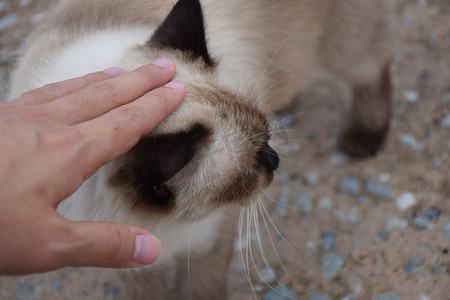 拍拍白泰猫头。