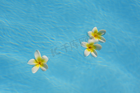 三朵九重葛花漂浮在蓝色水池中