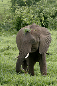 动物的背景大图摄影照片_非洲博茨瓦纳大草原上的野生大象 (Elephantidae)