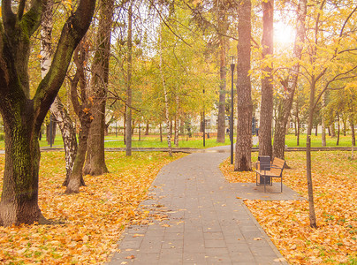 土壤阳光摄影照片_秋天公园里的黄色落叶和树木，阳光和眩光