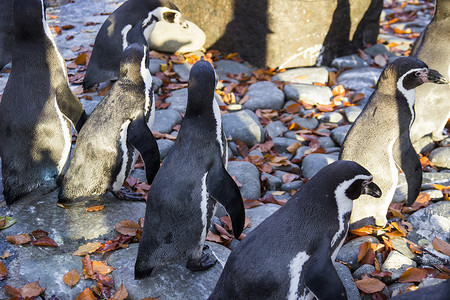 动物园里的企鹅在美丽的秋天天气。