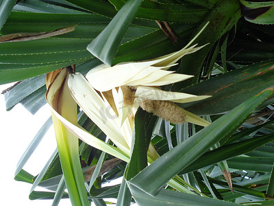 具有自然背景的芬芳 Screwpine 花（Pandanus fascicularis、Pandanus odorifer、Pandanus tectorius）。